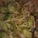 Cooksnap dari asrie tea untuk resep REUCEUH TIMUN Toge...seger benerrr