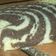 Cooksnap dari AienAini untuk resep Zebra cake putih telur