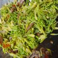 Cooksnap dari Dian Soedarminto untuk resep Tumis kembang bunga pepaya / kembang kates simple anti pahit