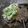 Cooksnap dari sarina untuk resep Brocoli saus keju