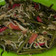 Cooksnap dari Nur Kusuma Astuti untuk resep Tumis kangkung tauge pedas manis (cocok untuk diet)