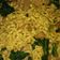 Cooksnap dari Jam Daffa untuk resep Mie Goreng Burung Dara