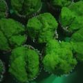 Cooksnap dari Wahid Jayaauto untuk resep Huat kuih daun Pandan