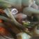 Cooksnap dari Ibu BiVenRo untuk resep Tumis Lokio asem segar