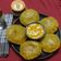 Dr. Pushpa Dixit's cooksnap of when they made મસાલા પૂરી.
