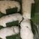 Cooksnap dari cinkcink untuk resep Lemper