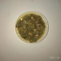 Rekha Vora's cooksnap of when they made પાપડી રીંગણાં નું શાક (Papadi Ringan Shak Recipe In Gujarati).