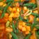 Cooksnap dari Nadiva Khansa untuk resep Sambal Goreng Kacang Panjang dan Kentang