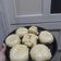 Cooksnap dari Sandra untuk resep Pao Coklat