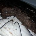 El cooksnap de alejandra acosta cuando hizo Torta de chocolate muy fácil.