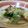 Cooksnap dari icah untuk resep Soto Ayam Madura
