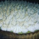 El cooksnap de LUZ_FLORES06 cuando hizo Lemon pie.