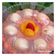 Cooksnap dari Evi Ayuningtyas untuk resep Puding Leci / Lychee  Pudding