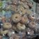 Cooksnap dari Wulan Vano untuk resep Resep Donat 1 kg Tepung