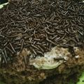 Cooksnap dari Haninah Manthovani untuk resep Bolu Milo Magicom No Mixer ala Anak Kos