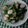 Cooksnap dari Henny Anggraeni untuk resep Tumis Okra Saos Tiram