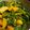 Susita Sen's cooksnap of when they made Pui saag ER chochori.