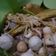 Cooksnap dari Silvia The untuk resep Suki kuah tomyam