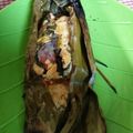 Cooksnap dari Erwin Silvia Lawrensa untuk resep Pepes nila selimut tahu