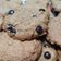 Cooksnap dari Endang Megawati untuk resep Chocolate Chips Cookies