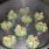 Cooksnap dari rrrsuryaaaa untuk resep Bolu Kukus Mekar Semangka (Tanpa Soda)