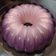 Cooksnap dari Sopiyah Rania untuk resep 521.Puding Semburat (Puding 2 tone)
