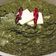 Pooja Thaper का कुकस्नैप जब उन्होंने सरसों का साग (Sarso ka saag recipe in Hindi) बनाया था।