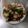 潘俊霖的(簡單料理) 的 台式沙茶炒蟹 cooksnap