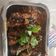 Saurabh Shah's cooksnap of when they made રીંગણ નો ઓરો /રીંગણ નું ભરતુ.