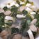 Cooksnap dari Candra Dewi untuk resep Sop Tahu Putih Bakso Sawi Hijau