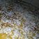 صورة من Chef. Om Weaam، شاركها بعد تجربة وصفة بسبوسه سهله وسريعه