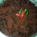 Cooksnap dari tiwi_nazala untuk resep Rendang Paru Renyah#bikinramadhanberkesan