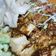 Cooksnap dari Nur Yulia untuk resep Tahu Tek Surabaya