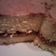 El cooksnap de Gricel cuando hizo Cupcakes de vainilla y buttercream de chocolate .