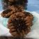 Cooksnap dari Yeye untuk resep Cookies chocolatos teflon
