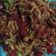 Cooksnap dari Uismangan untuk resep Sambal Teri Nasi Petai