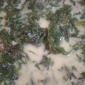 Cooksnap dari Selma Gusmira untuk resep Gulai pakis/paku