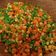 Cooksnap dari Ninik_nocha untuk resep Frozen mix vegetable