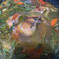 Cooksnap dari Adwitya Nirmalasari Suriadinata untuk resep Pindang ikan nila seger
