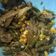 Cooksnap dari Riris Jhonson untuk resep Rica Rodo aka tumis terong
