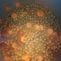 Cooksnap από Εvaki στη συνταγή Αρακάς κοκκινιστός
