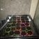 Cooksnap dari Vhtree Ana untuk resep Brownies kukus irit