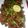 Hina Ibrahim's cooksnap of when they made Black chanamasala.