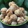 Cooksnap dari Sartini untuk resep Onde-onde Ketawa
