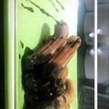 Cooksnap dari Indah Yohana Sari untuk resep Churros x Saus Greentea Homemade