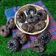 Sneha Patel's cooksnap of when they made ડોનટ (Donuts Recipe In Gujarati).