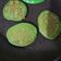 Cooksnap dari Tita Zaky untuk resep Pancake Pandan Eggless #Maree