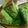 Cooksnap dari rumah mungil untuk resep Bolu Pandan Jadul (Santan)