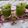 Sarita Srivastava's cooksnap of when they made Aam Panna.