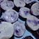 Cooksnap dari Deasy Hudaiva untuk resep Kue Talam Ubi Taro